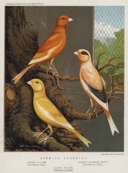 Norwich-Kanarienvögel, Klar Gelb, Cayenne gefüttert, Gleichmäßig markiert Buff, Cayenne gefüttert, Klar Gelb, Natürliche Farbe